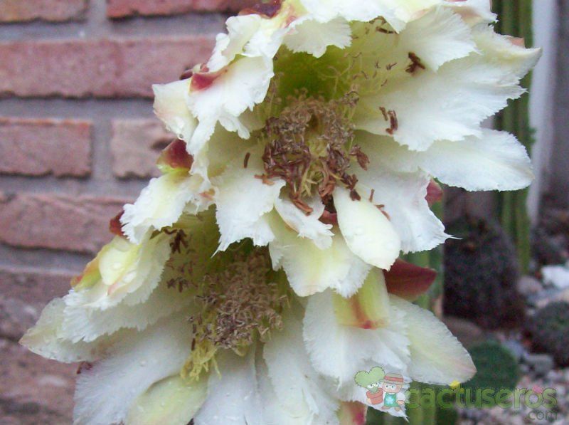 A photo of Cereus jamacaru