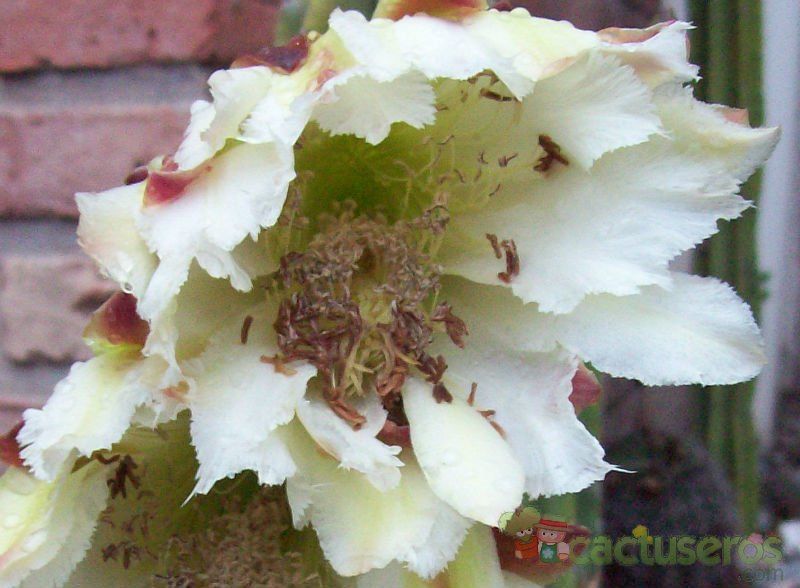 A photo of Cereus jamacaru