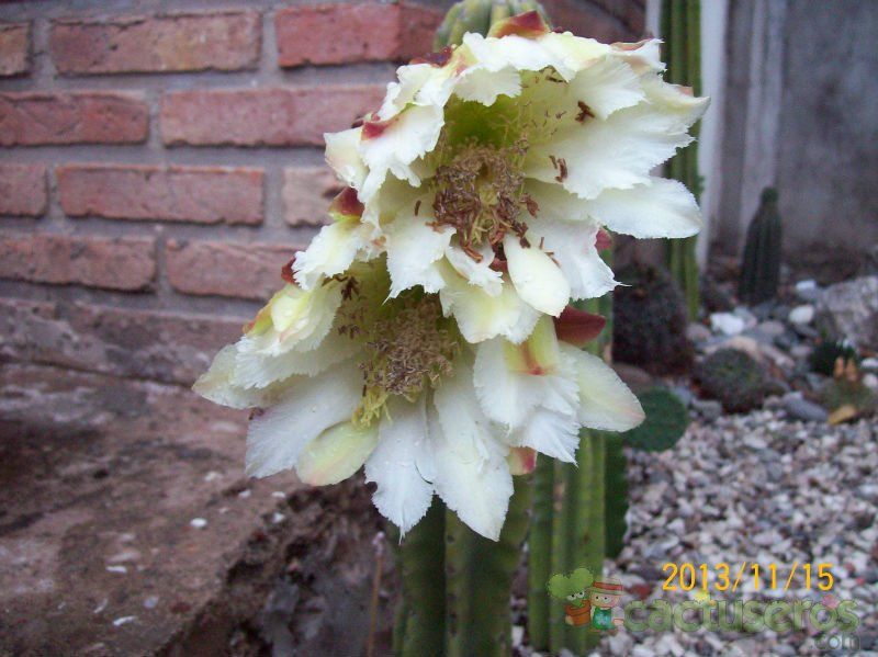 A photo of Cereus jamacaru