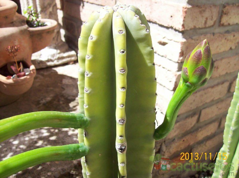 A photo of Cereus jamacaru