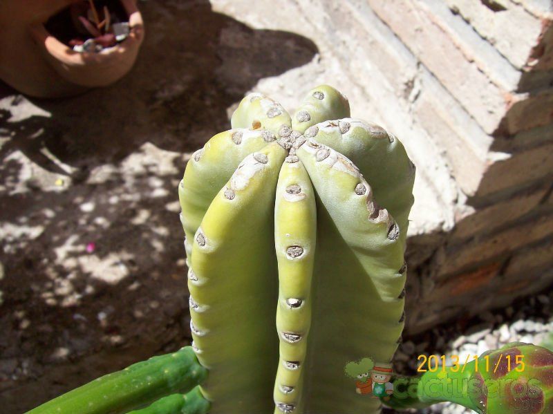 A photo of Cereus jamacaru