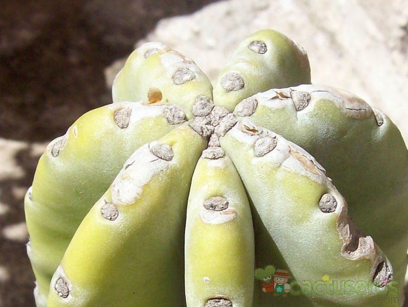 A photo of Cereus jamacaru