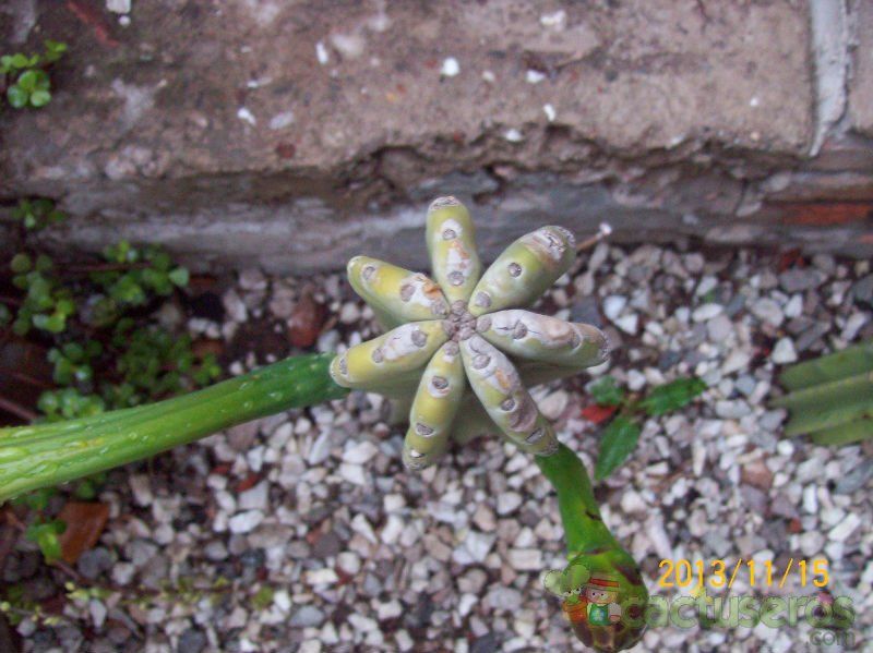 A photo of Cereus jamacaru