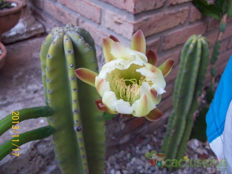 A photo of Cereus jamacaru