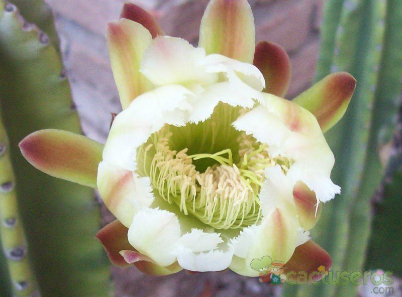 A photo of Cereus jamacaru