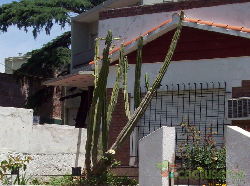 A photo of Cereus jamacaru