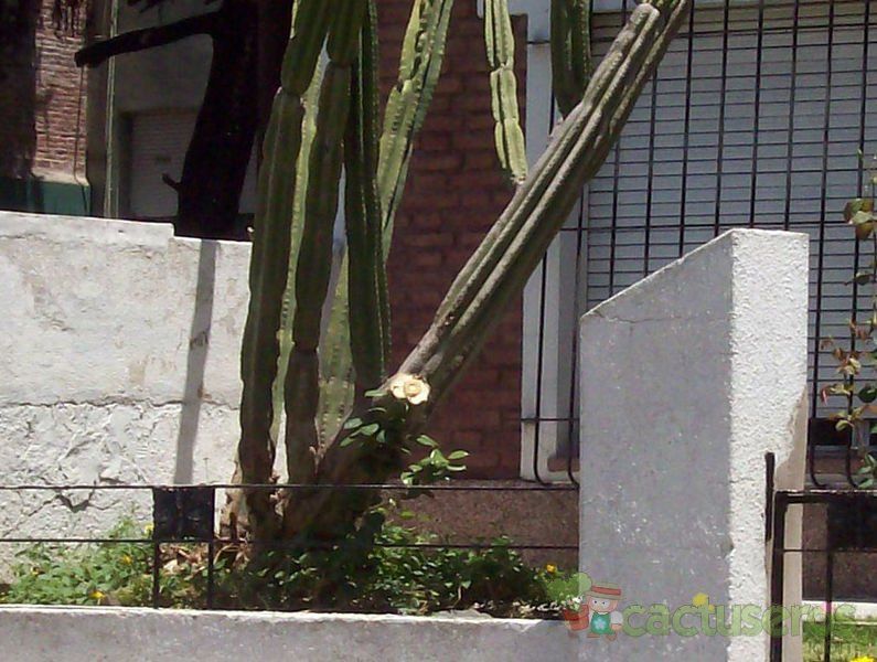 A photo of Cereus jamacaru