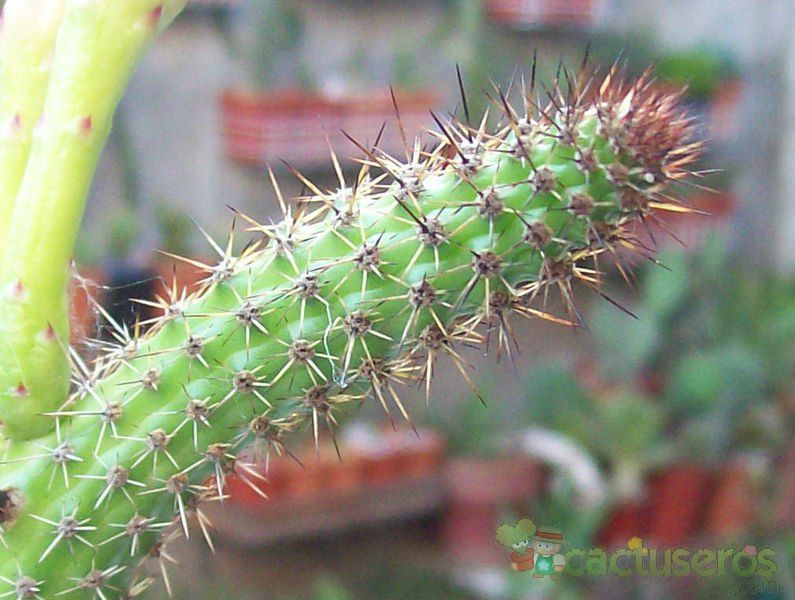 A photo of Monvillea cavendishii