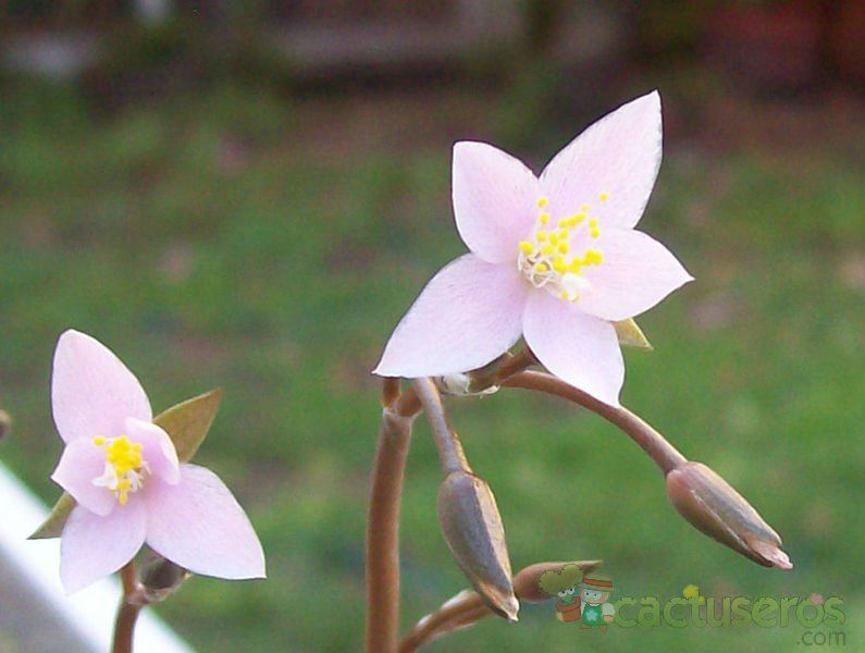 A photo of Anacampseros filamentosa