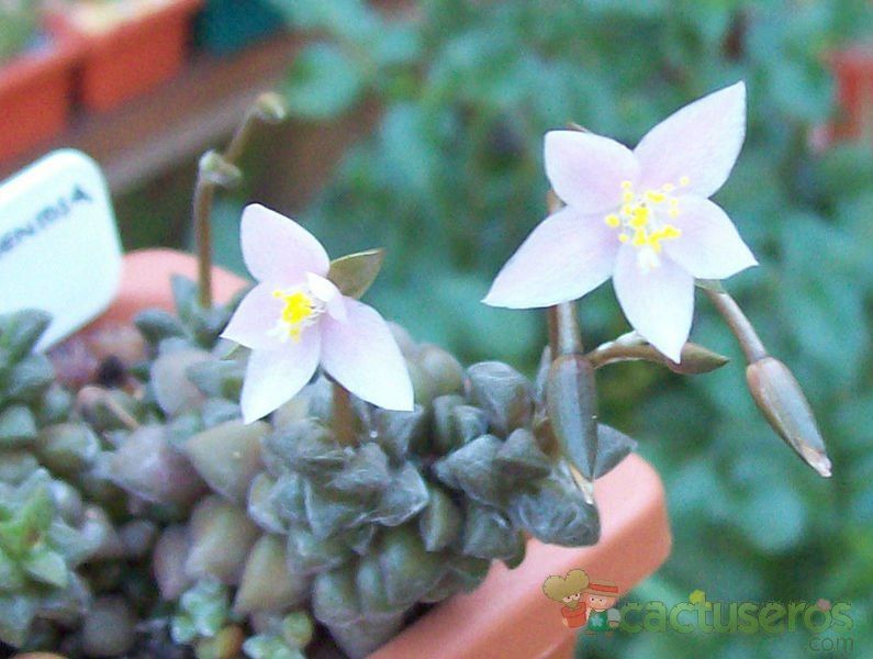 A photo of Anacampseros filamentosa