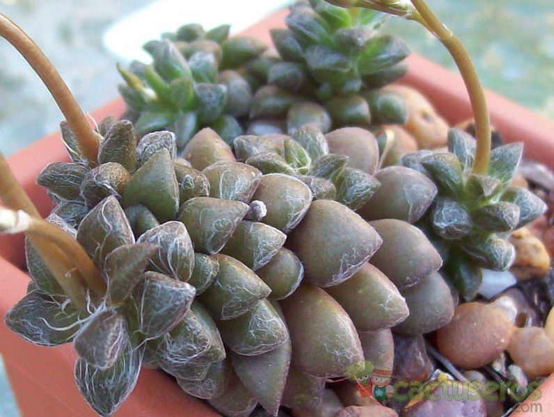 A photo of Anacampseros filamentosa