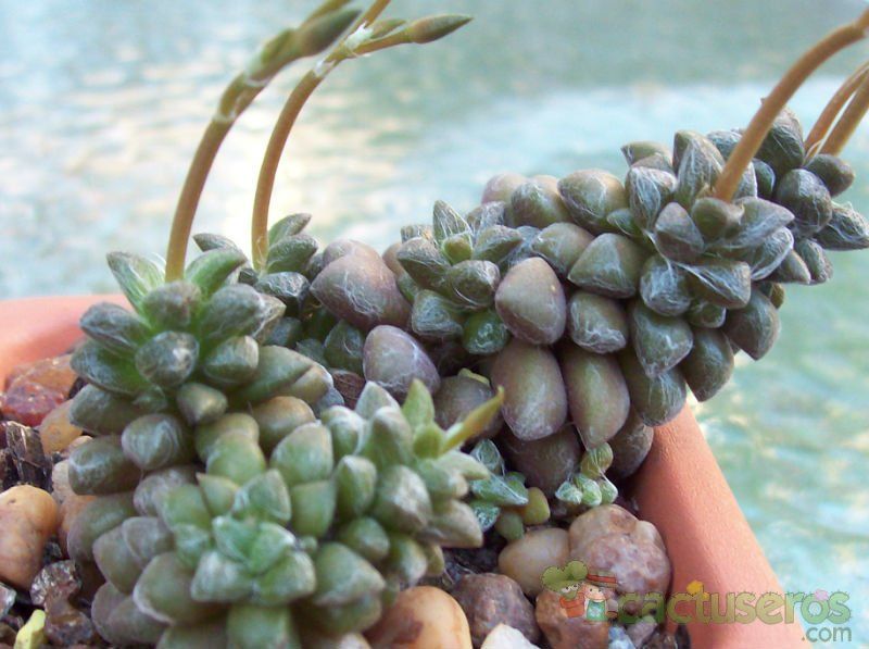 A photo of Anacampseros filamentosa