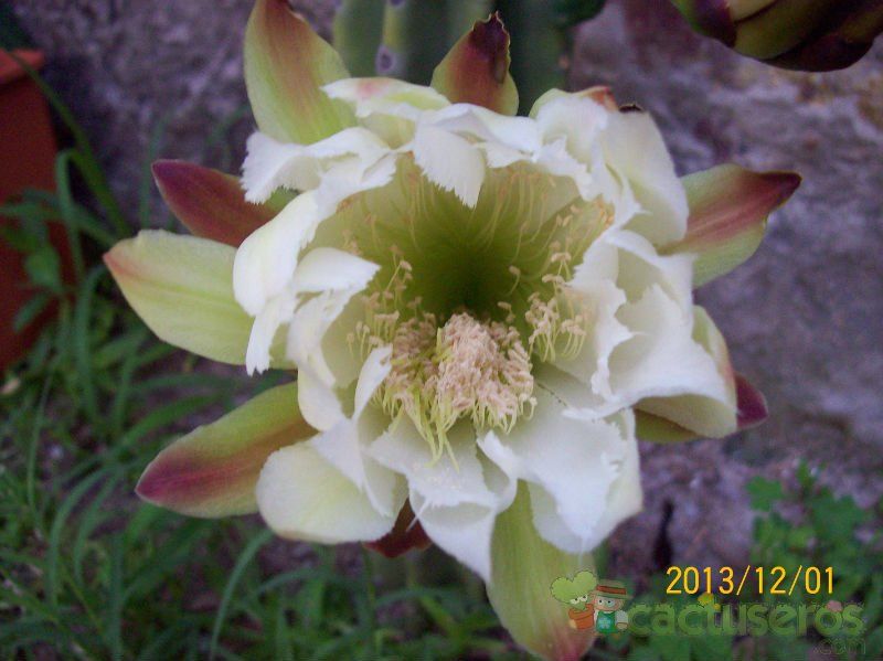 A photo of Cereus jamacaru