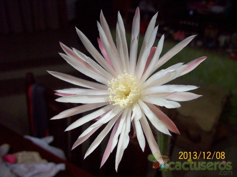 A photo of Monvillea cavendishii