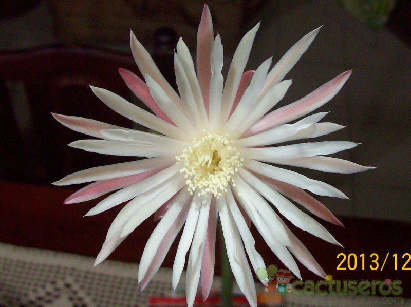 A photo of Monvillea cavendishii