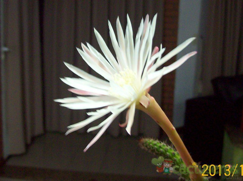 A photo of Monvillea cavendishii