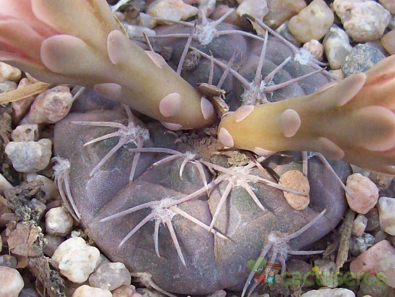 A photo of Gymnocalycium mucidum