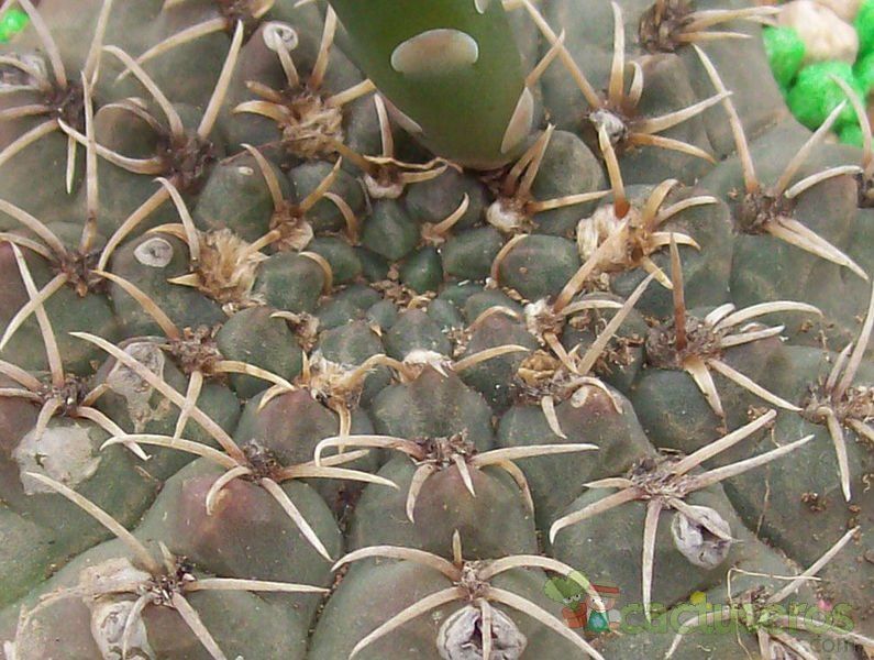 Una foto de Gymnocalycium quehlianum