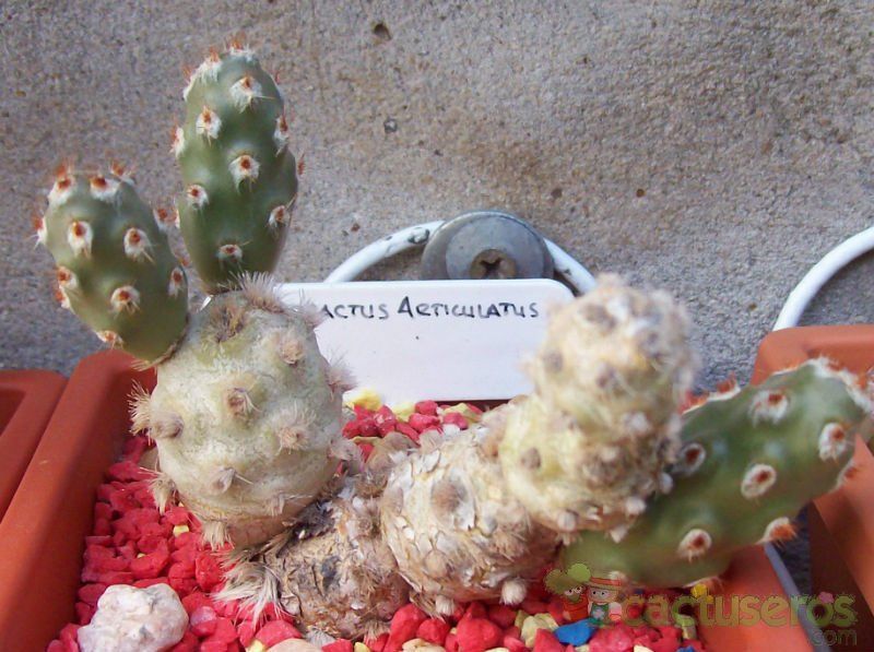 Una foto de Tephrocactus molinensis