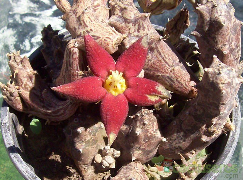 Una foto de Piaranthus atrosanguineus