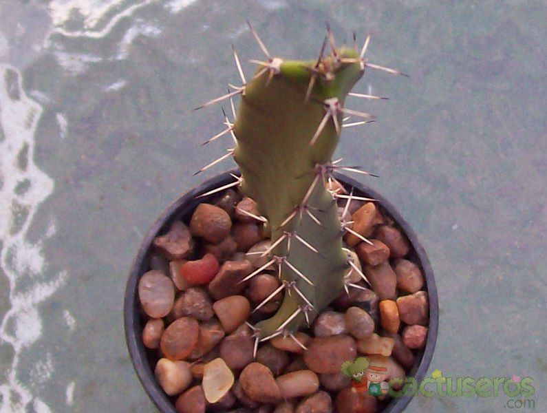 A photo of Harrisia tortuosa