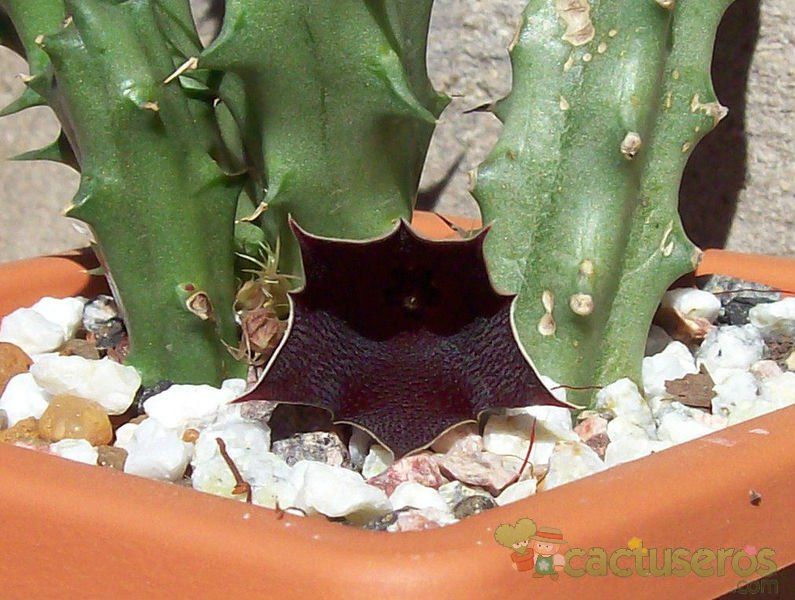 A photo of Huernia keniensis