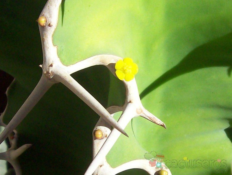 Una foto de Euphorbia breviarticulata  