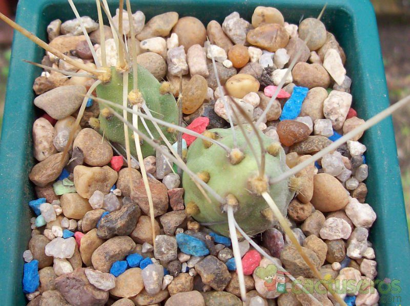 Una foto de Tephrocactus aoracanthus