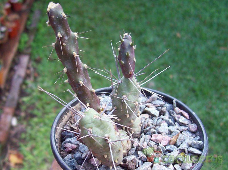 Una foto de Maihueniopsis nigrispina