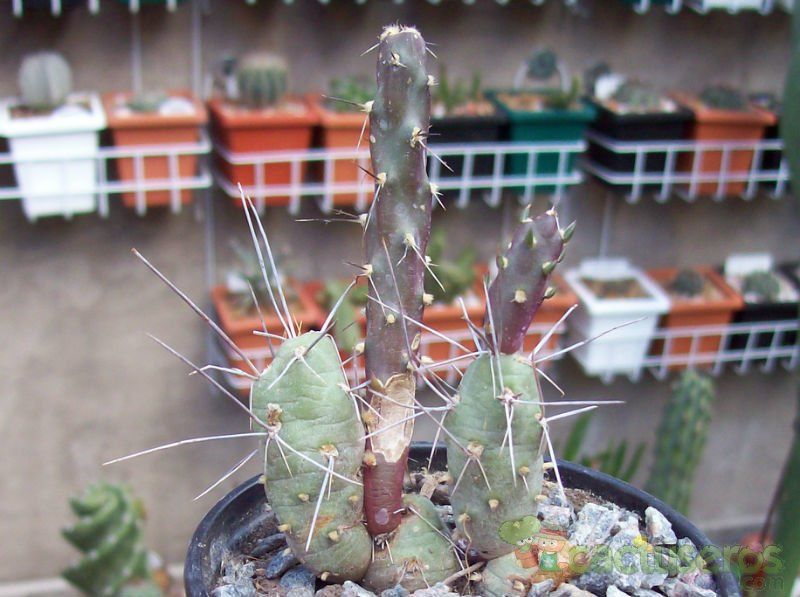 Una foto de Maihueniopsis nigrispina