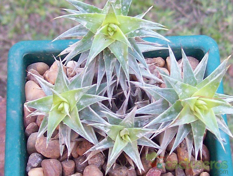 Una foto de Deuterocohnia brevifolia