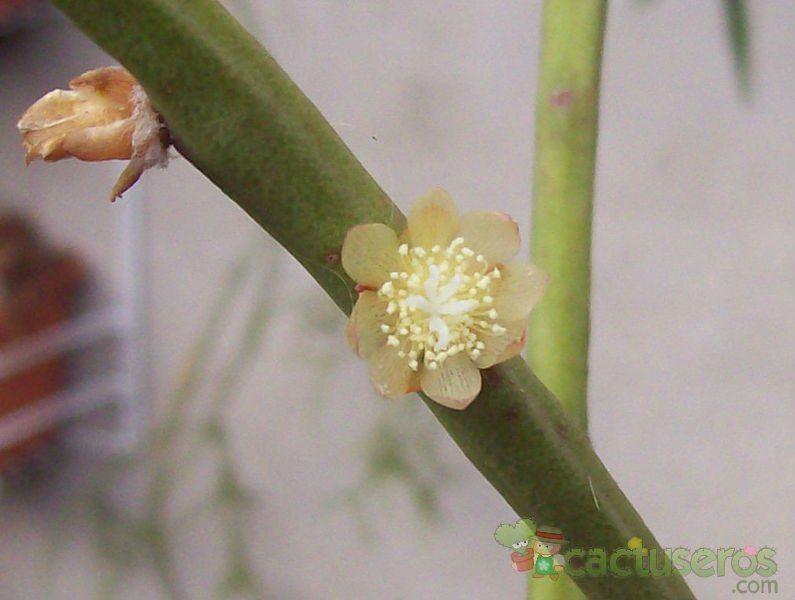 A photo of Rhipsalis floccosa