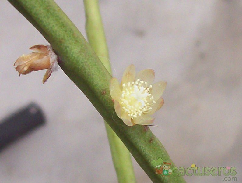 A photo of Rhipsalis floccosa