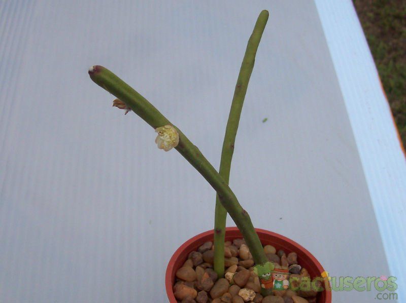 A photo of Rhipsalis floccosa