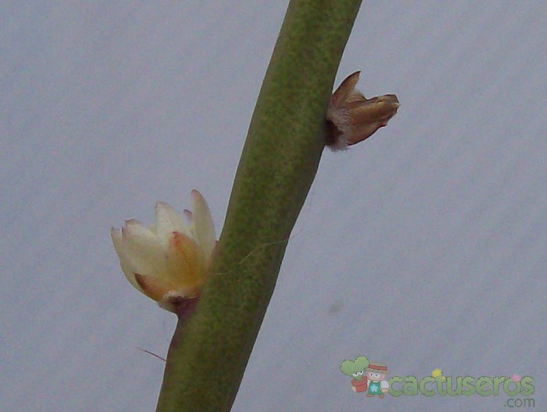 A photo of Rhipsalis floccosa
