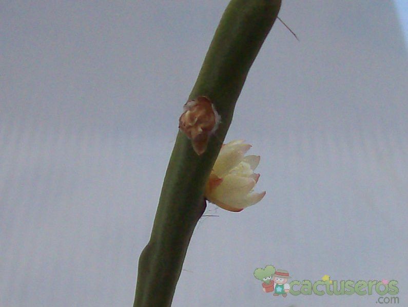 A photo of Rhipsalis floccosa