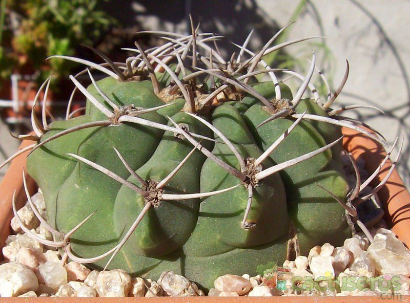 Una foto de Gymnocalycium castellanosii