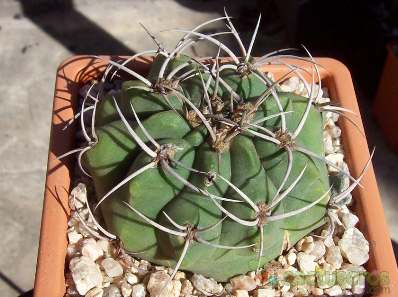 Una foto de Gymnocalycium castellanosii