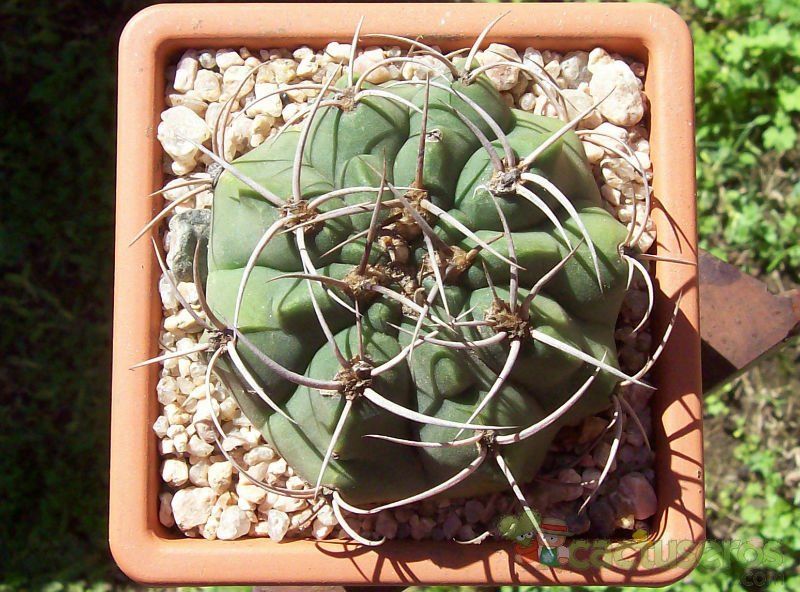 Una foto de Gymnocalycium castellanosii
