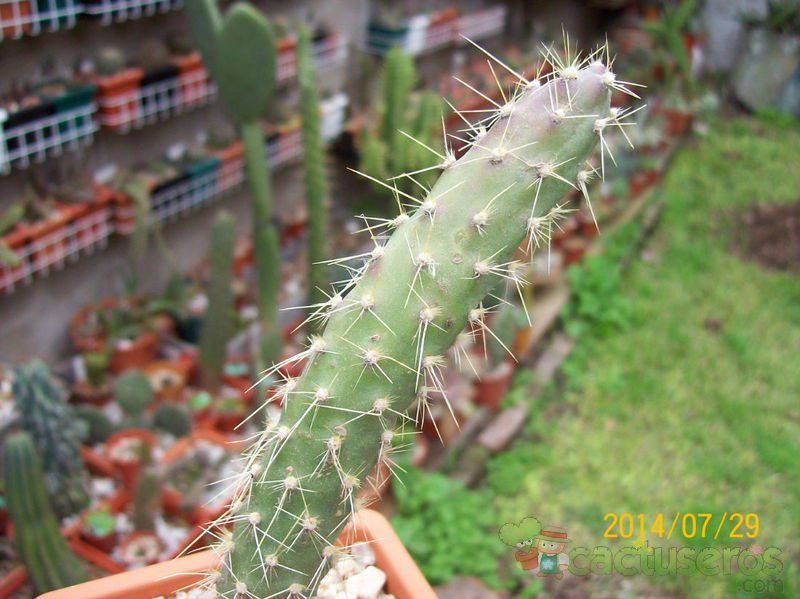 A photo of Opuntia schickendantzii