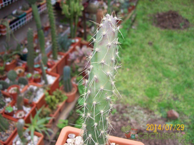 A photo of Opuntia schickendantzii