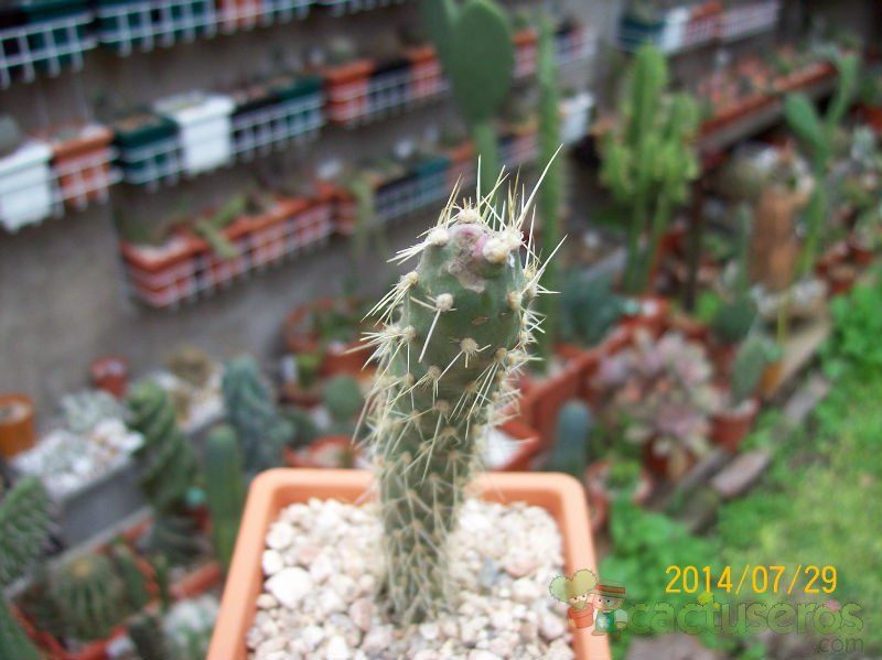 A photo of Opuntia schickendantzii