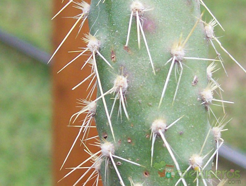 A photo of Opuntia schickendantzii