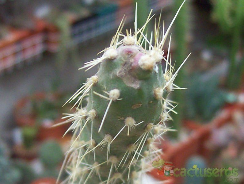 A photo of Opuntia schickendantzii