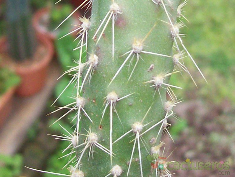 A photo of Opuntia schickendantzii