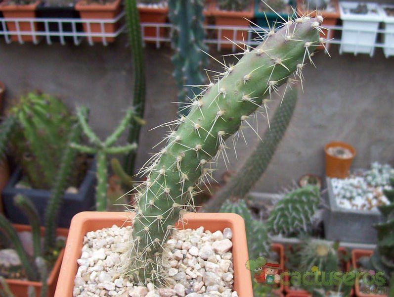 A photo of Opuntia schickendantzii