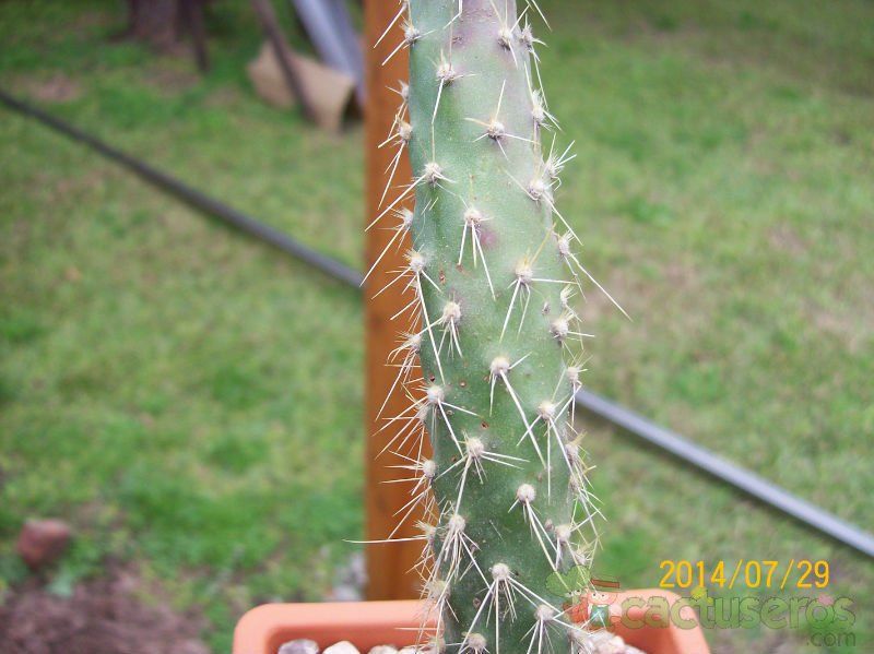 A photo of Opuntia schickendantzii