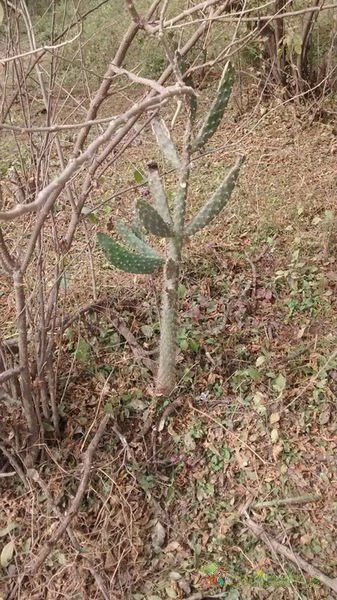A photo of Opuntia schickendantzii