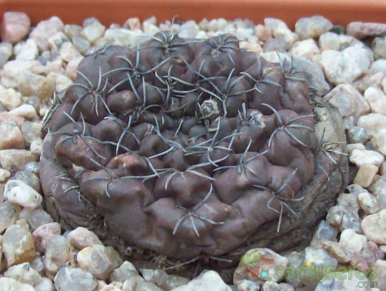 A photo of Gymnocalycium kieslingii