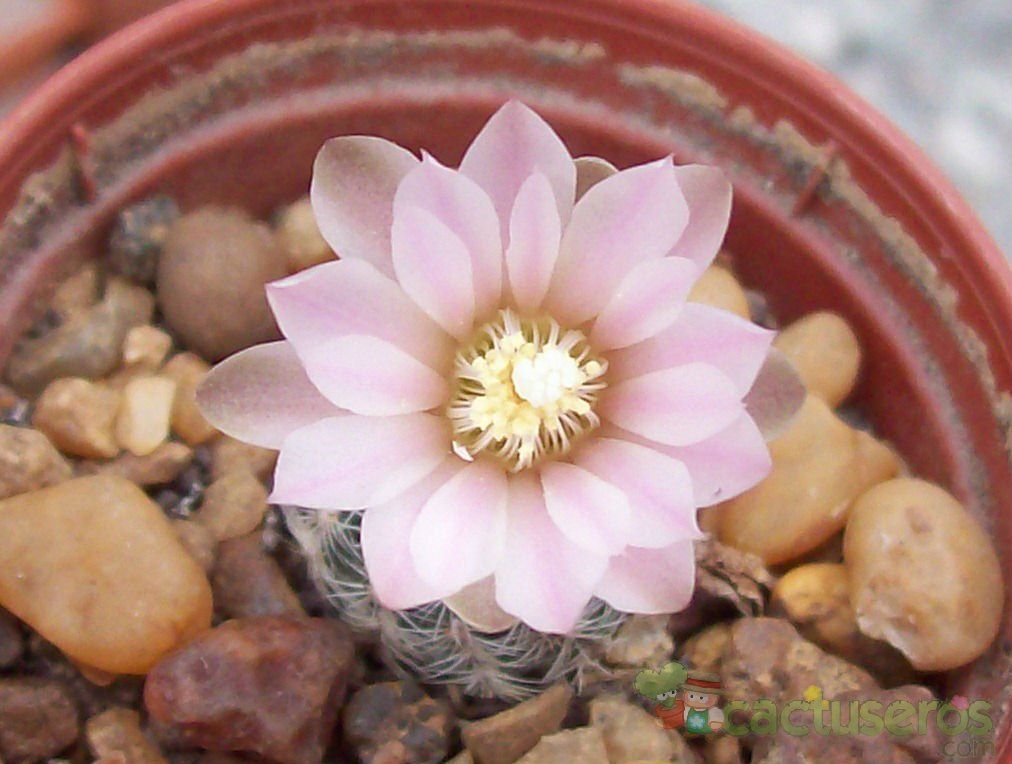 A photo of Gymnocalycium bruchii